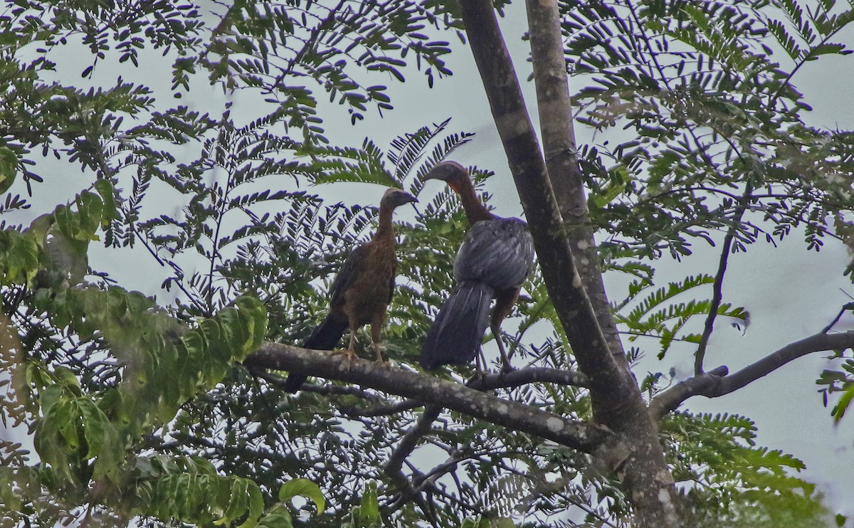 White-crested Guan - ML633657941