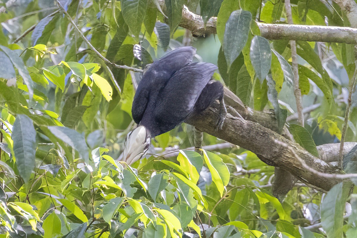 Cálao de Palawan - ML633657987