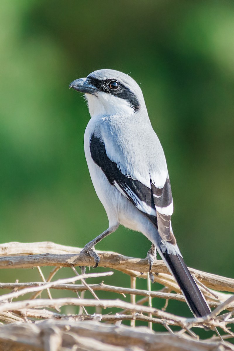 Great Gray Shrike - ML633657994
