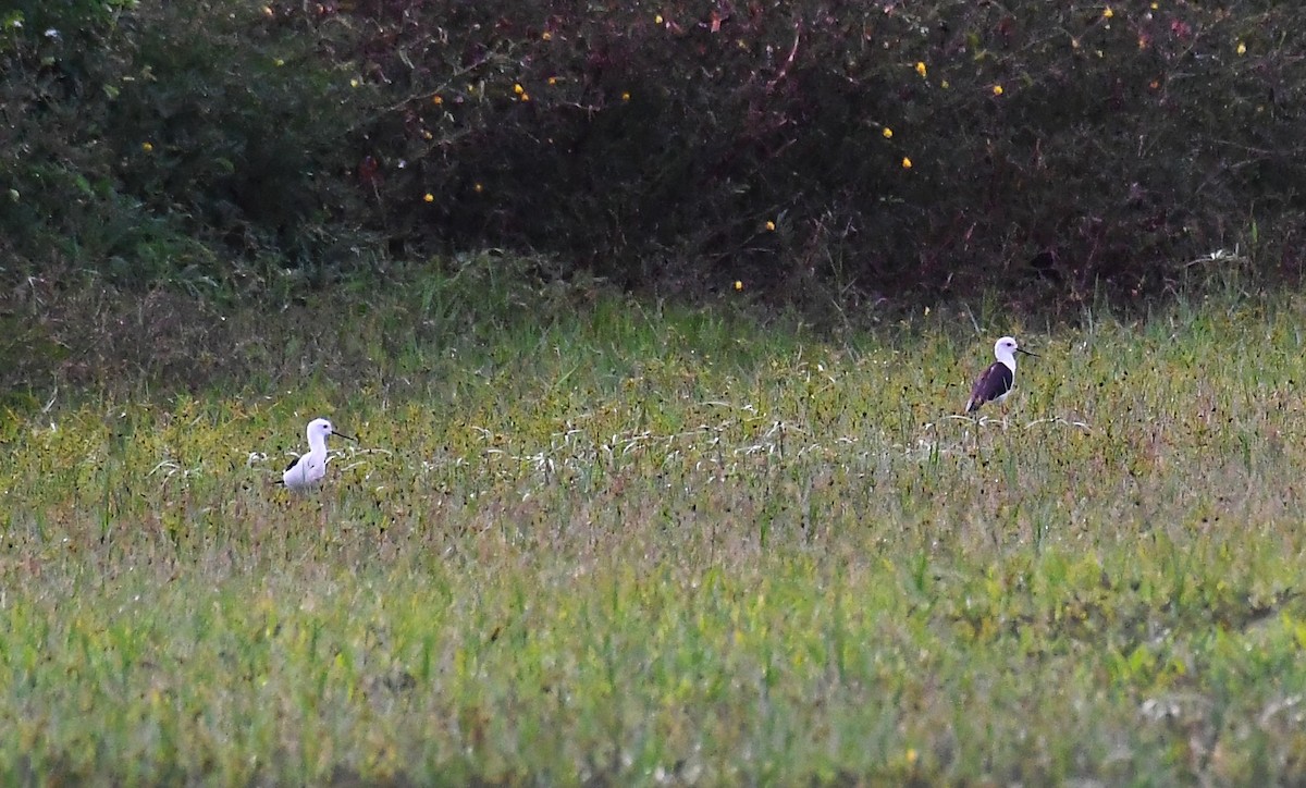 Black-winged Stilt - ML633658005