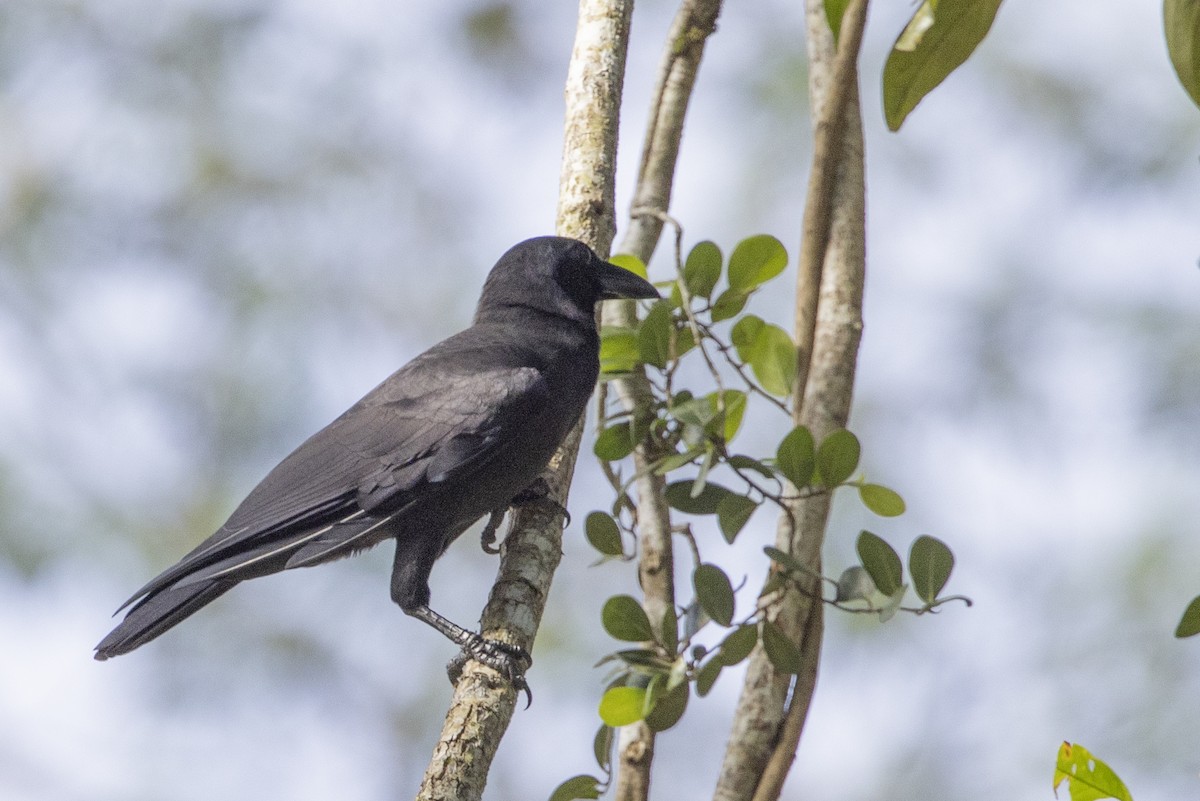 Palawan Crow - ML633658015
