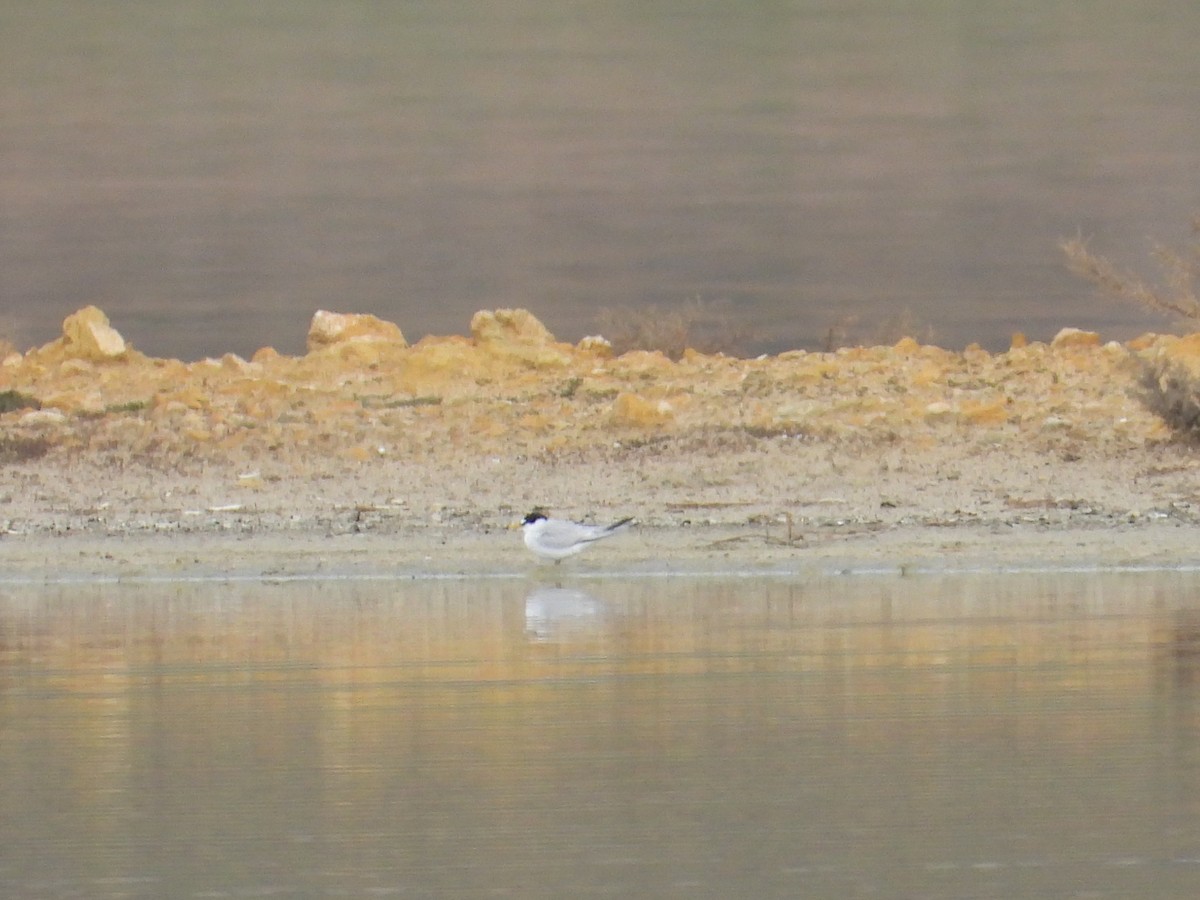 小燕鷗 - ML633658035