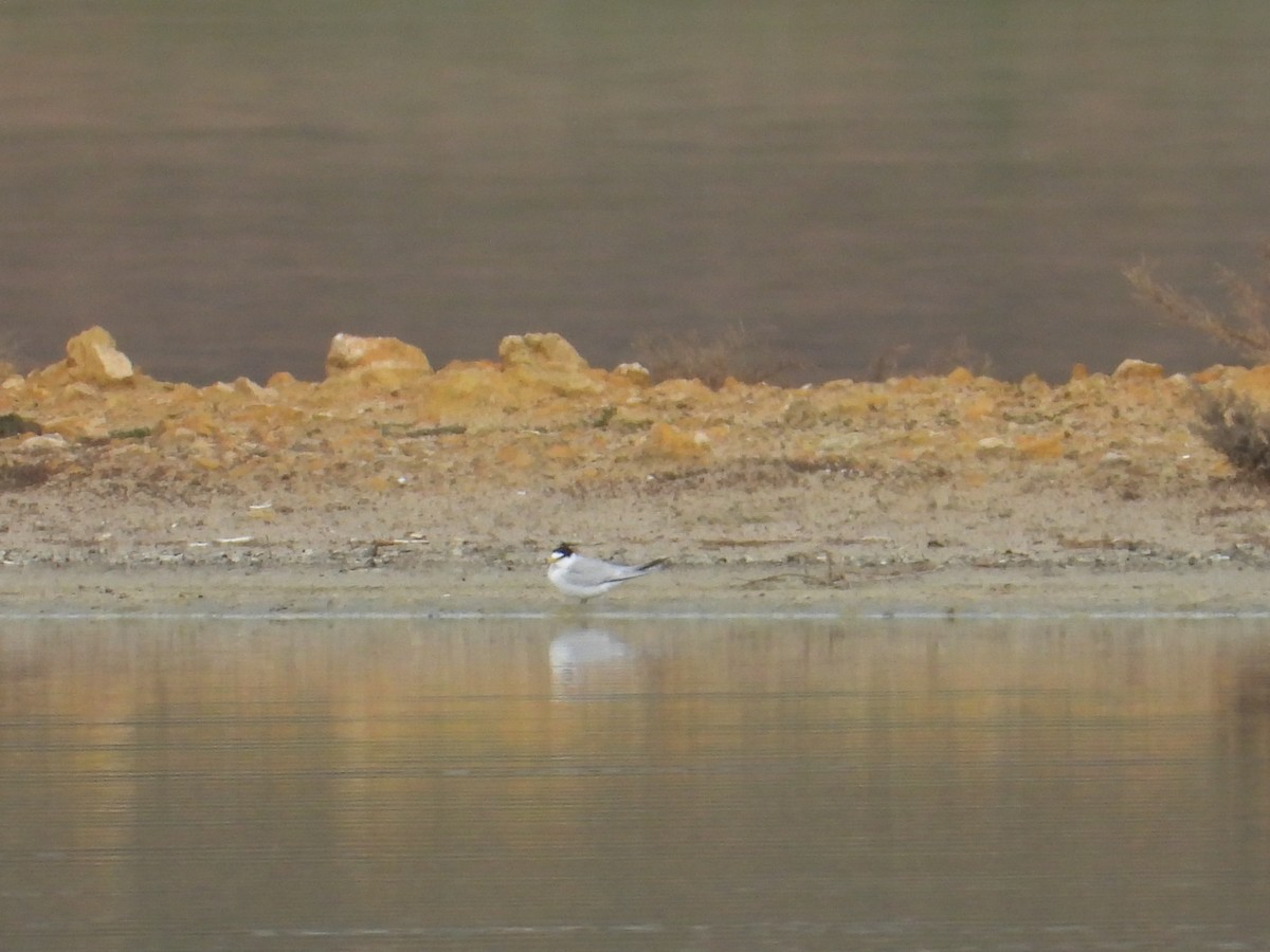 小燕鷗 - ML633658036