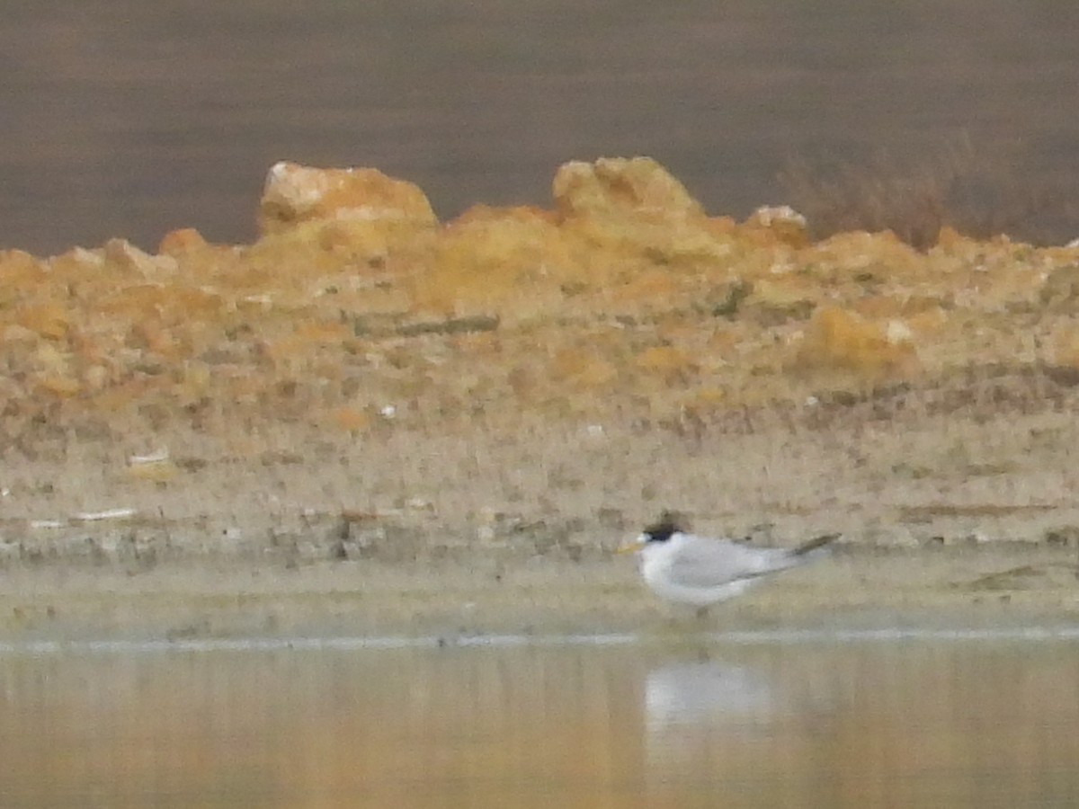 小燕鷗 - ML633658037