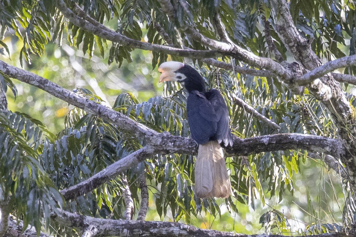 Cálao de Palawan - ML633658044