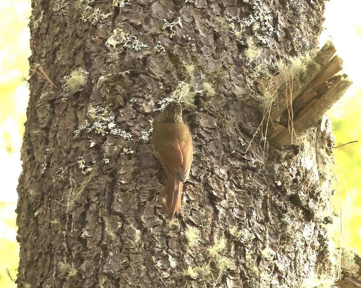 Spot-crowned Woodcreeper (Northern) - ML633658045