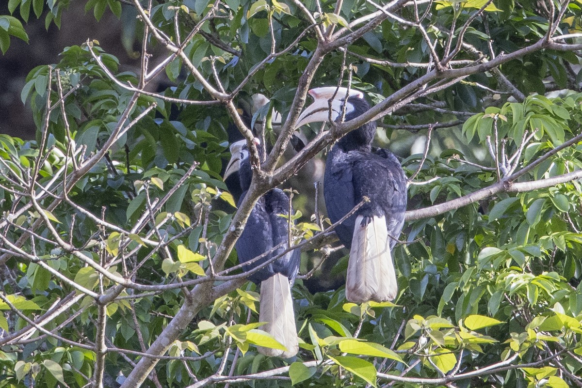 Cálao de Palawan - ML633658054
