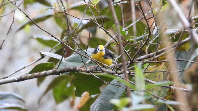 Golden-fronted Redstart - ML633658104