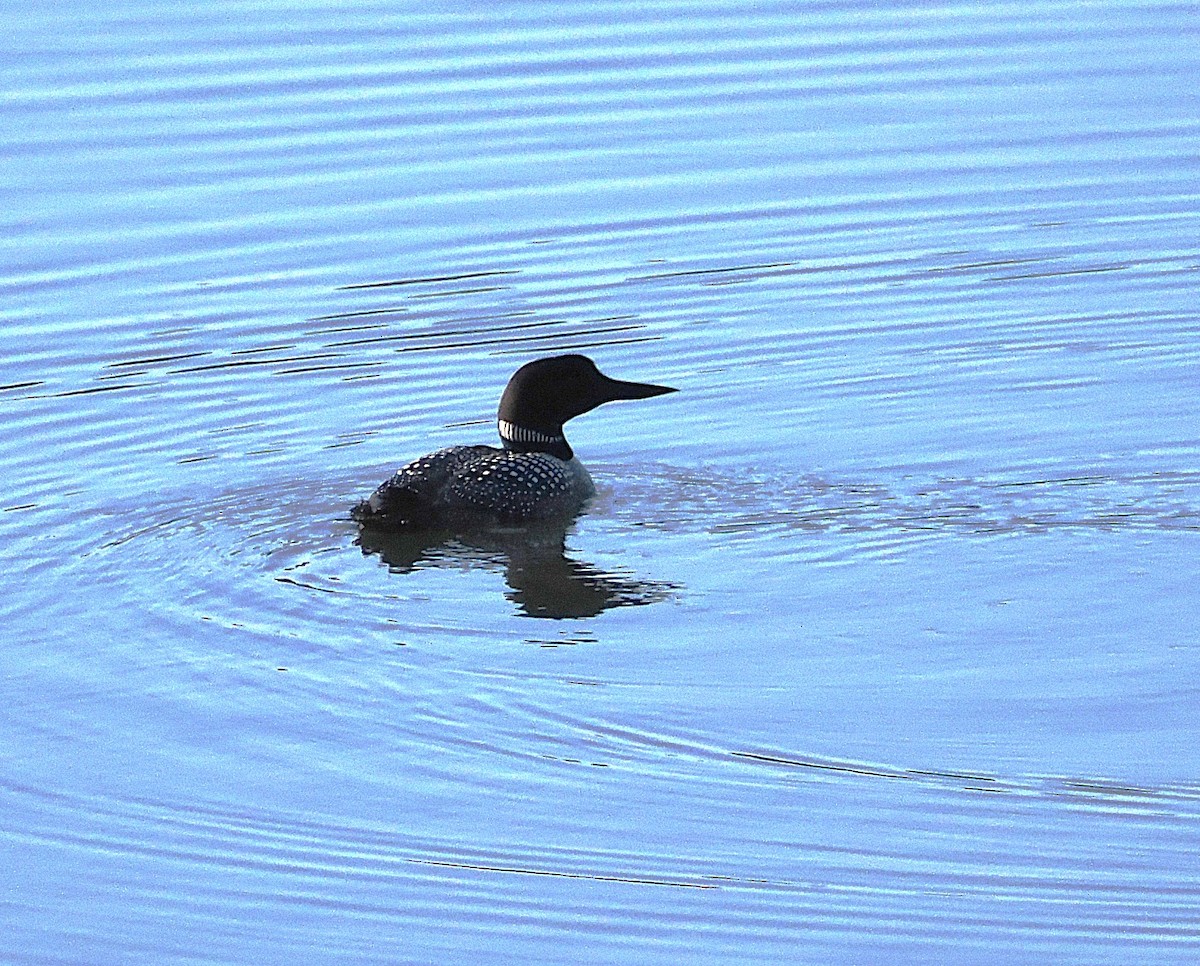 Common Loon - ML633658181
