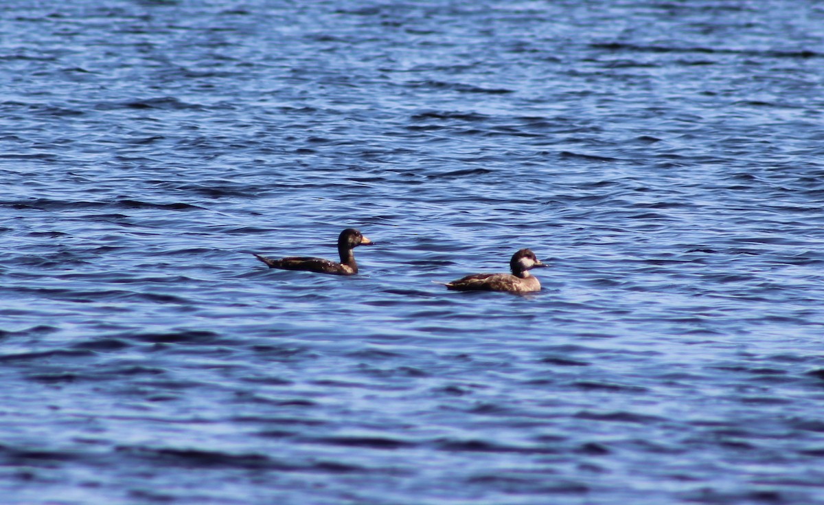 Black Scoter - ML633658208