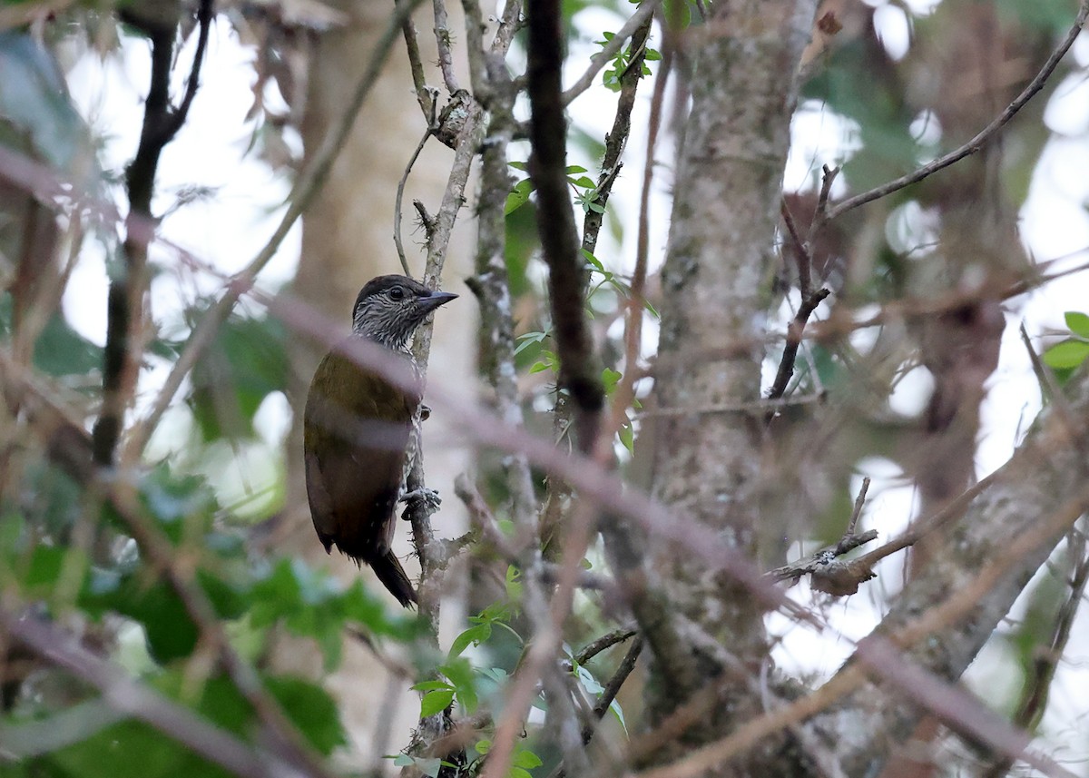 Buff-spotted Woodpecker - ML633658302