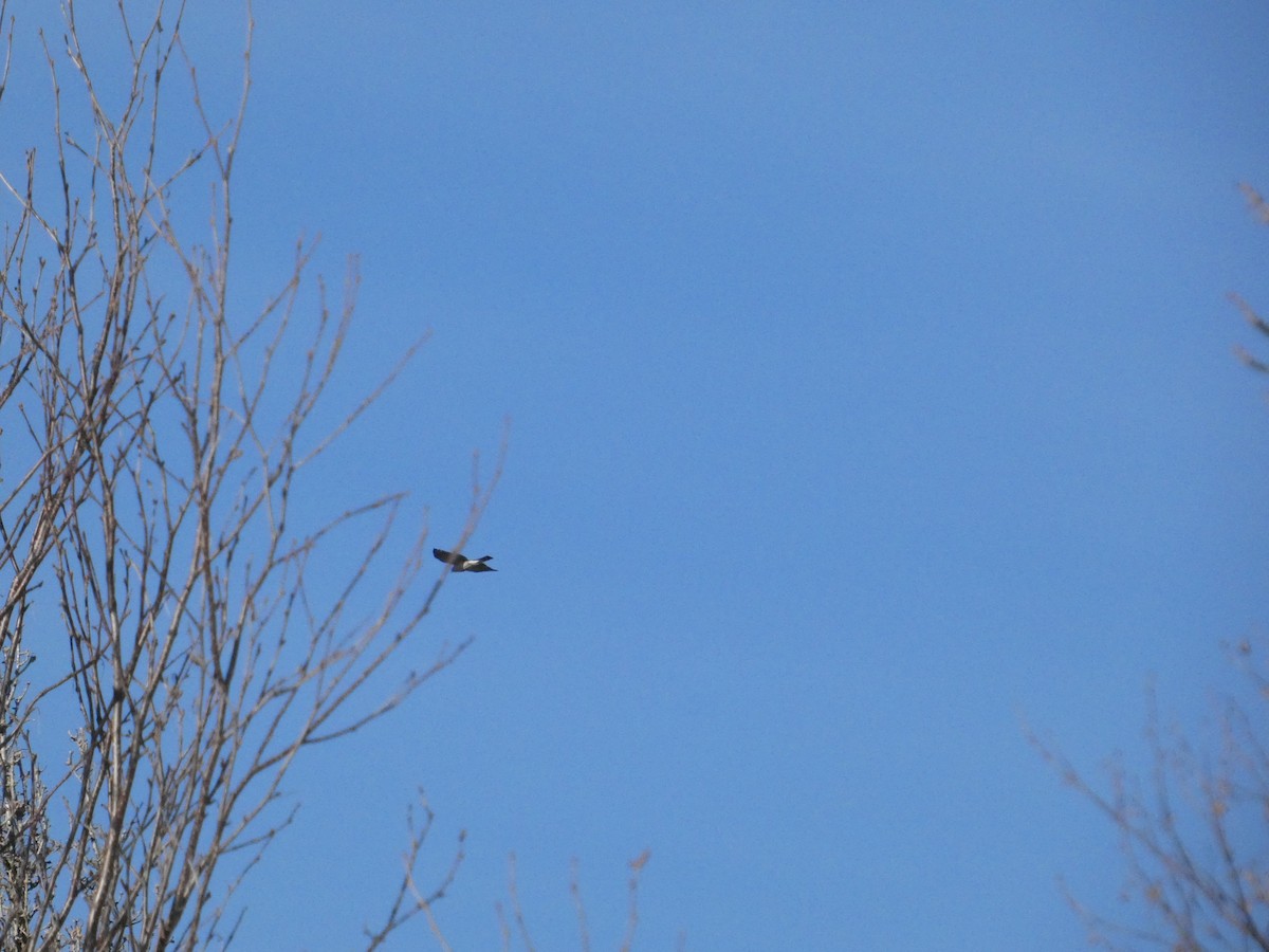 Northern Harrier - ML633658407