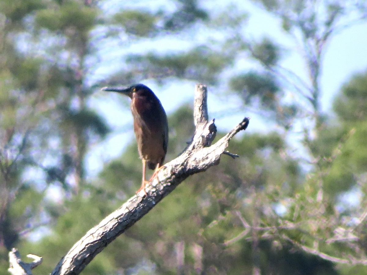Green Heron - ML633658453