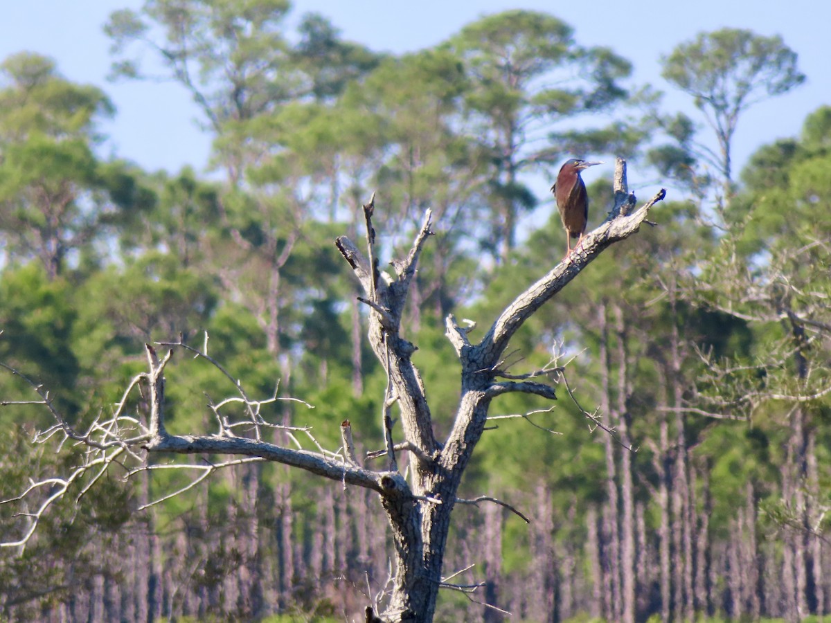 Green Heron - ML633658454