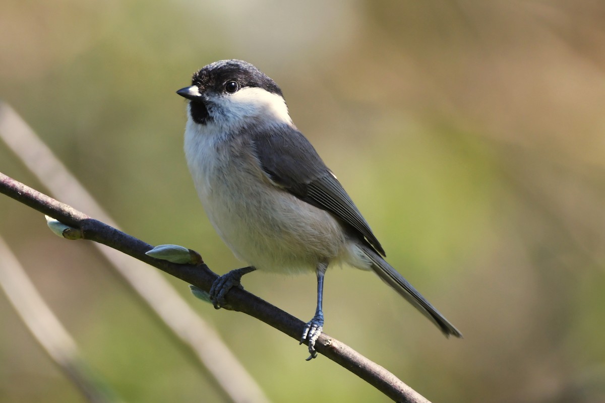 Marsh Tit - ML633658541