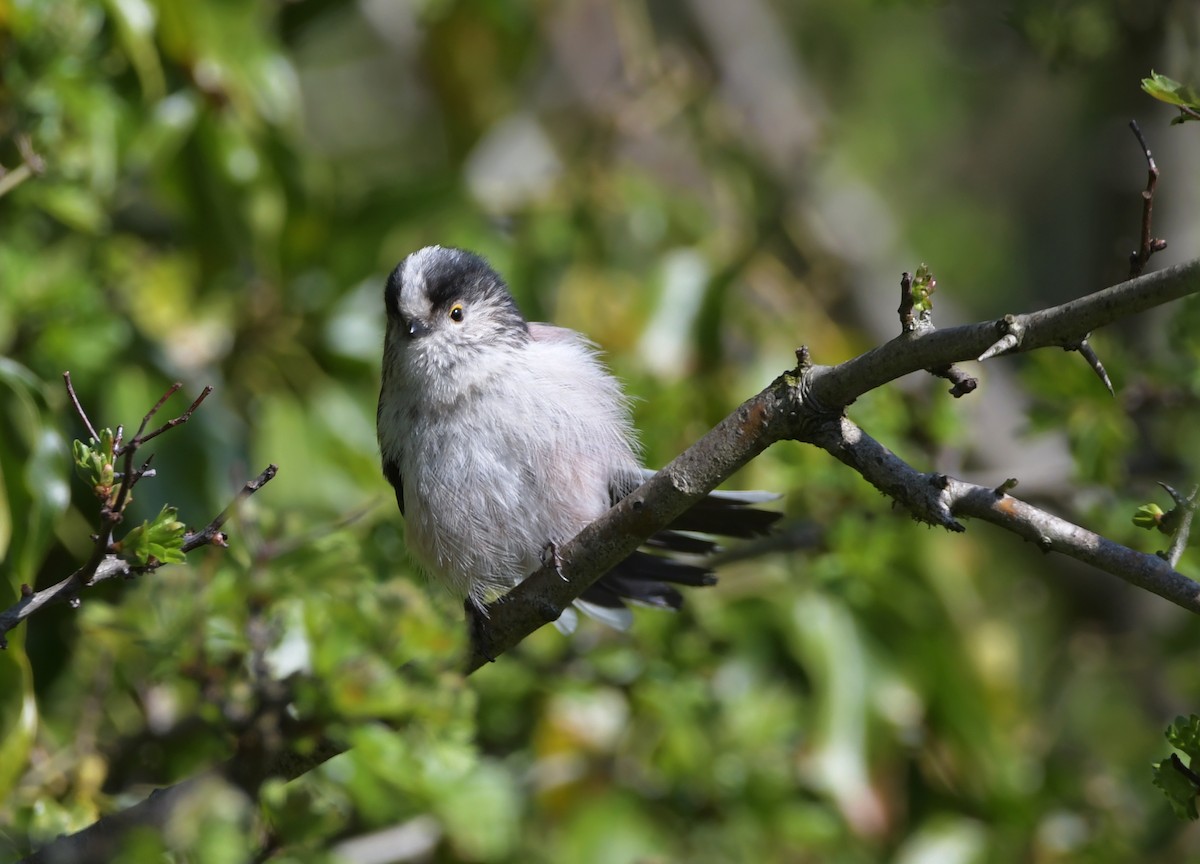 Long-tailed Tit - ML633658552