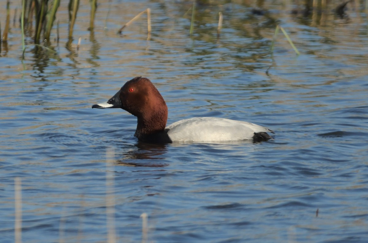 Common Pochard - ML633658569