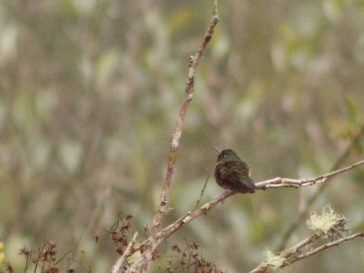 Amethyst-throated Sunangel - ML633658602