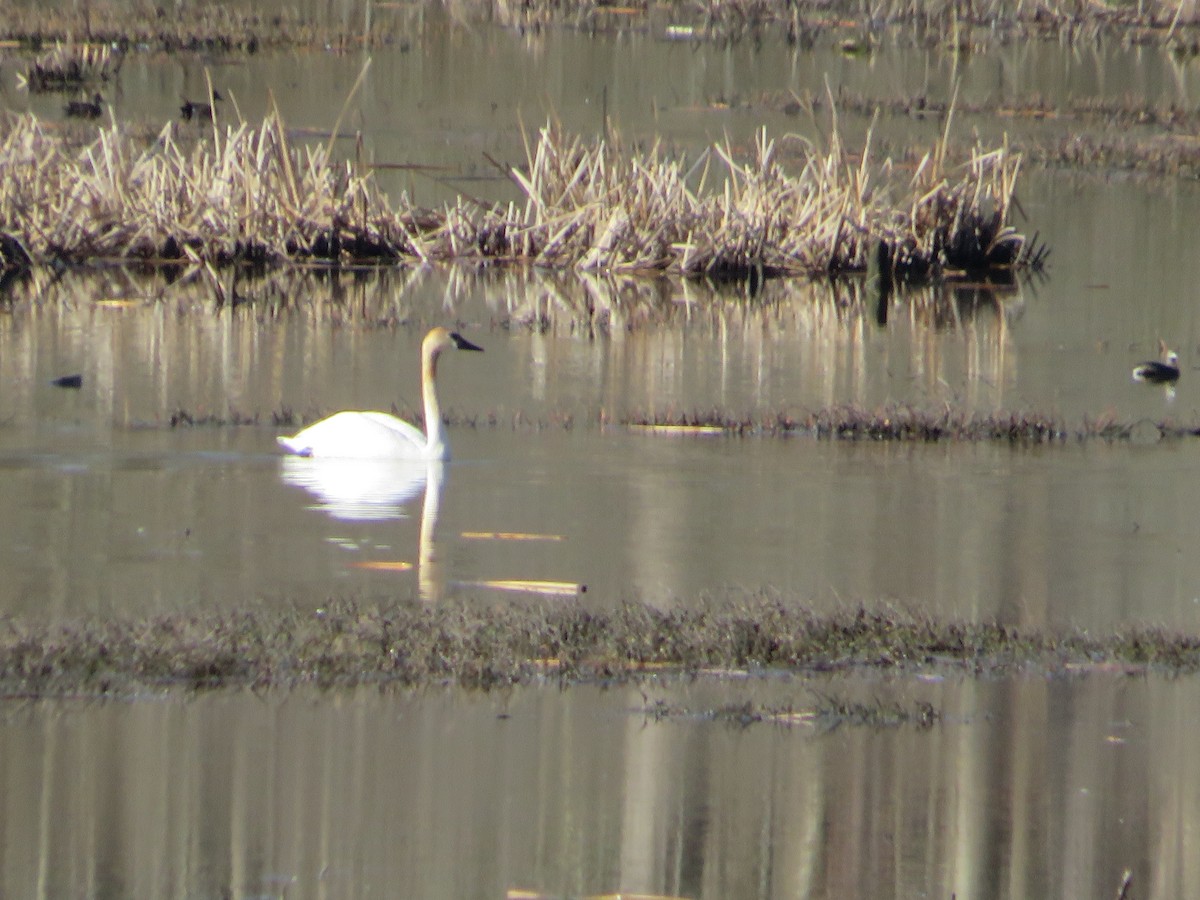 Trumpeter Swan - ML633658700