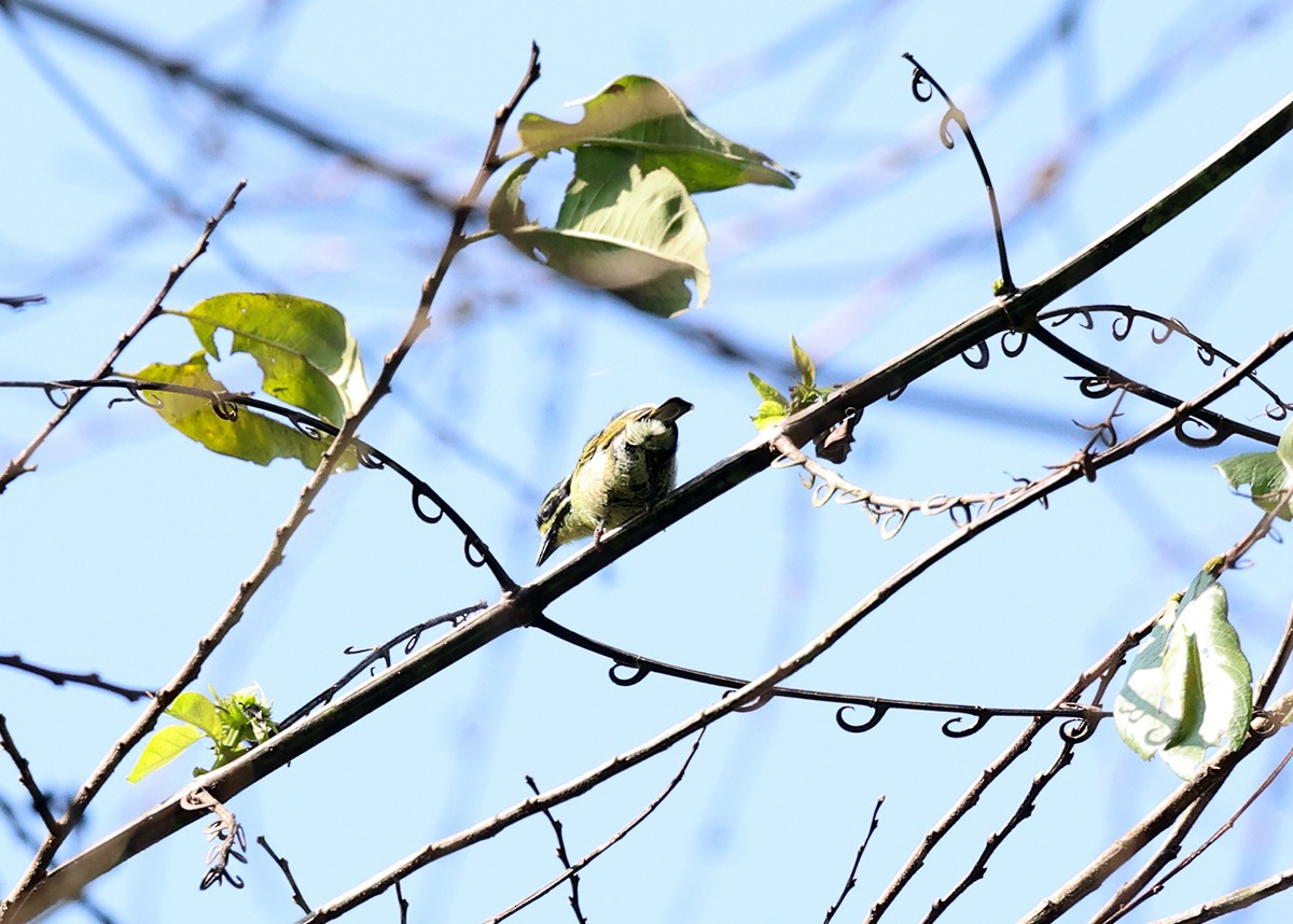 Yellow-throated Tinkerbird - ML633658708