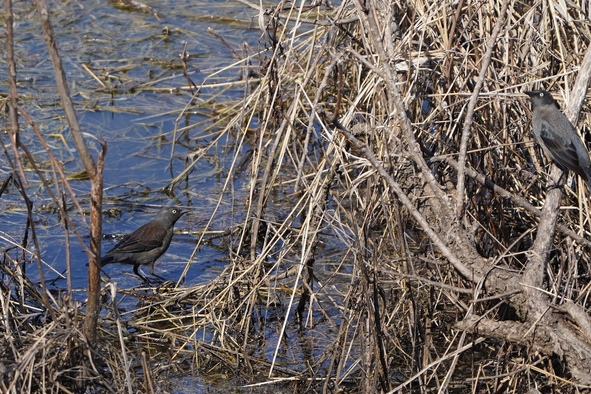 Rusty Blackbird - ML633658776