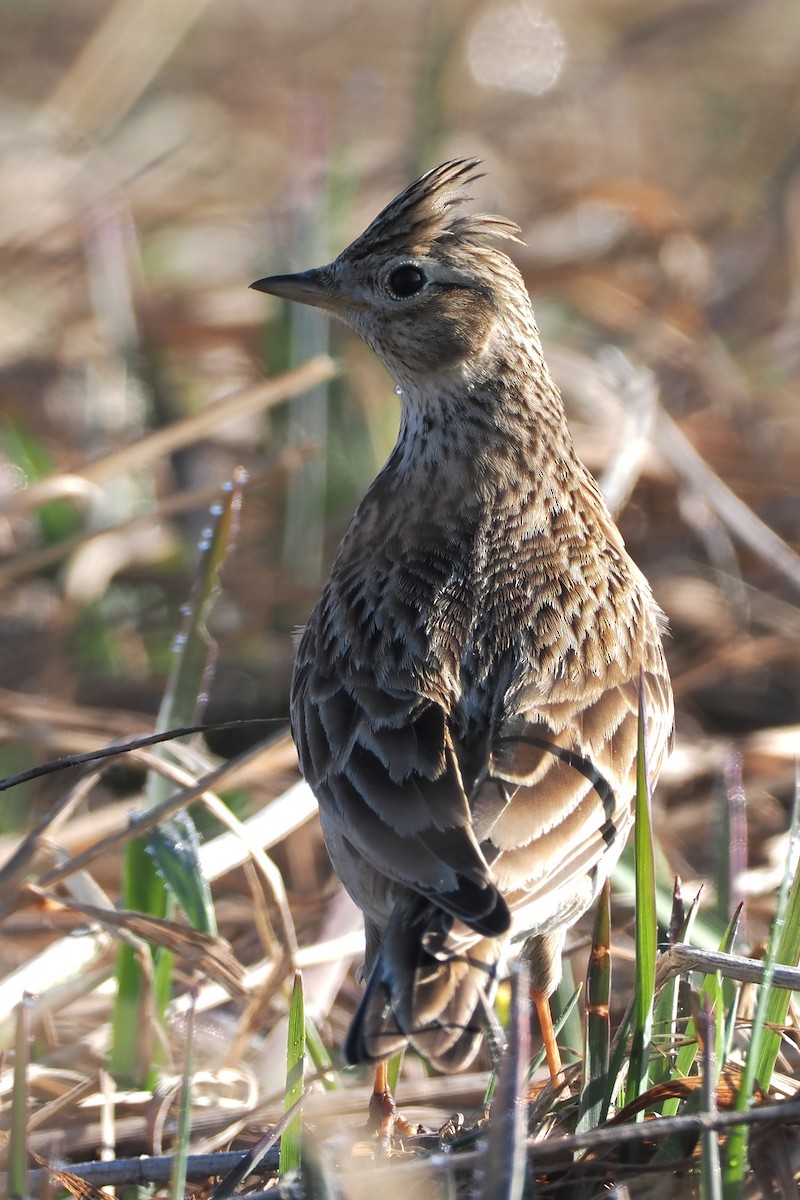Eurasian Skylark - ML633658797