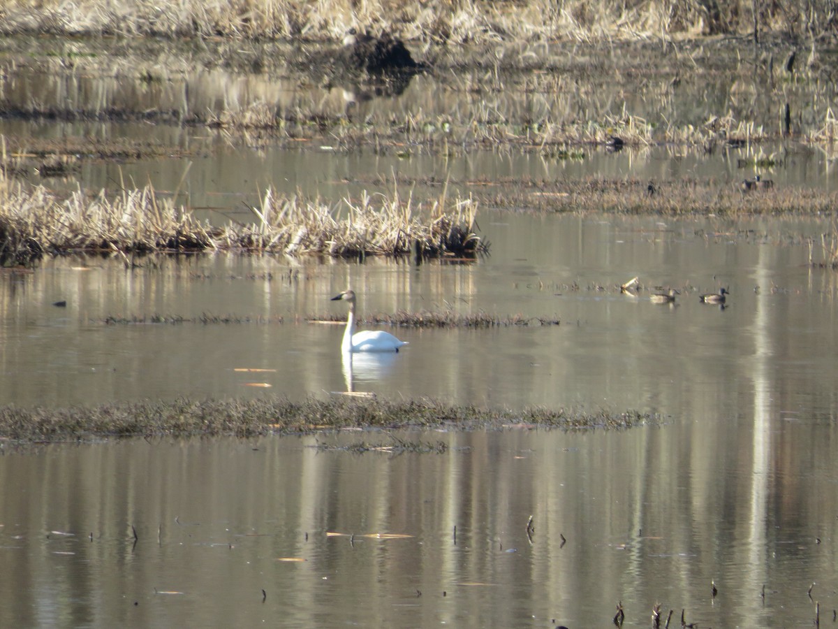Trumpeter Swan - ML633658805