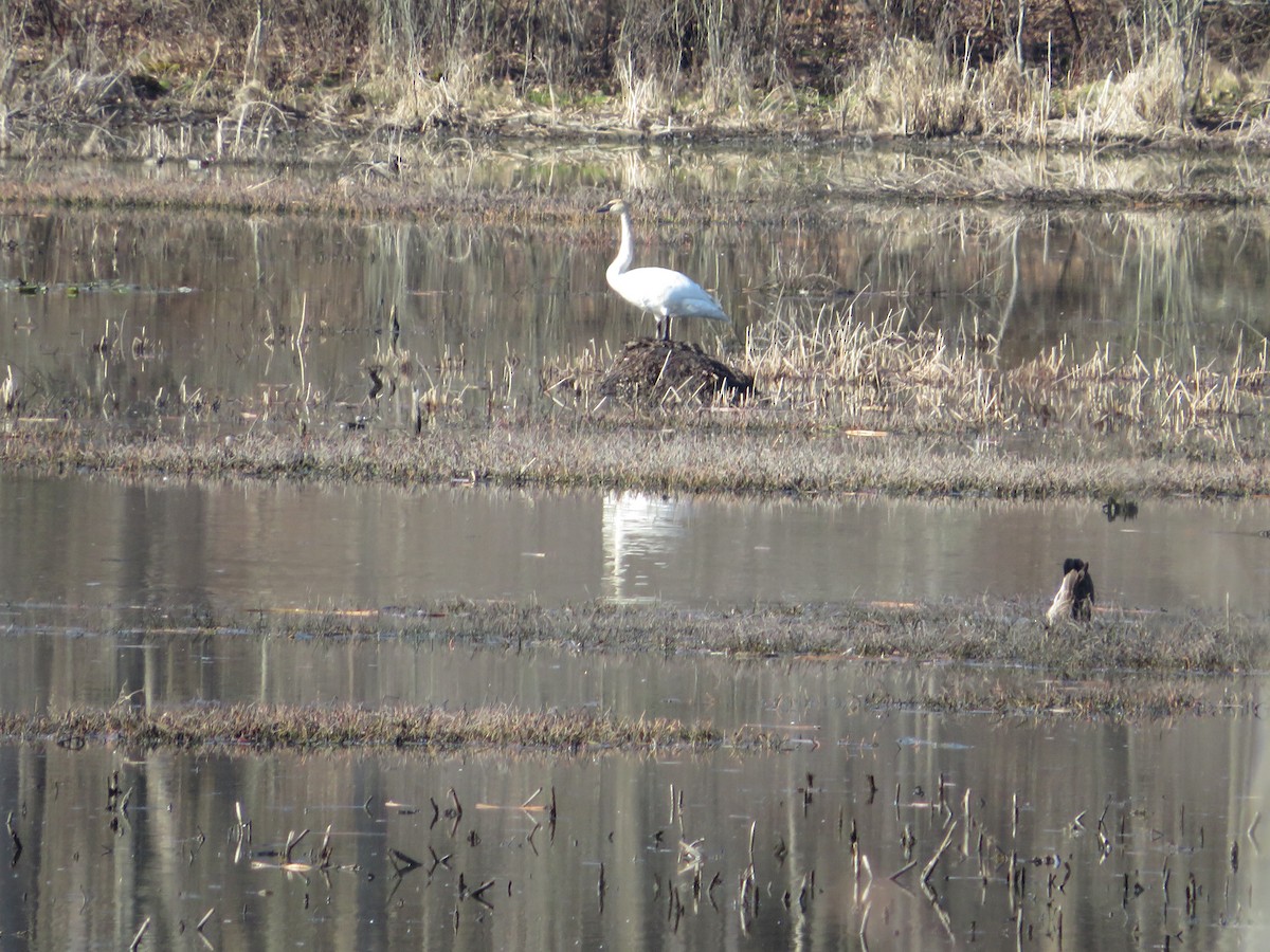 Trumpeter Swan - ML633658830