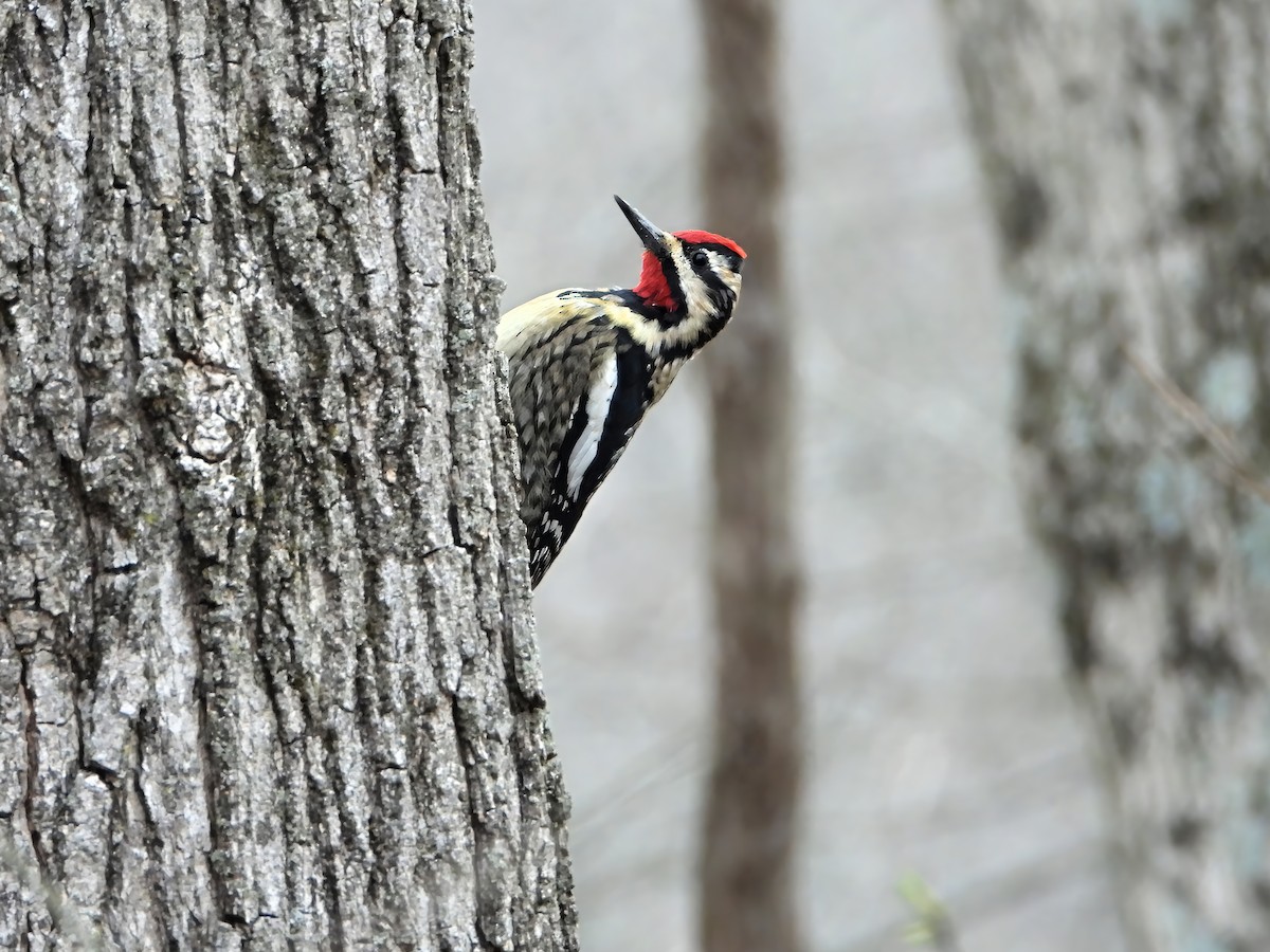 Yellow-bellied Sapsucker - ML633658844