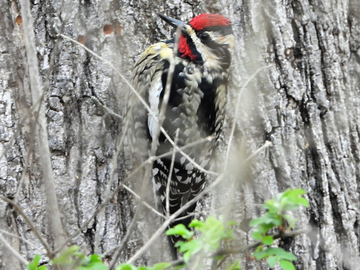 Yellow-bellied Sapsucker - ML633658846