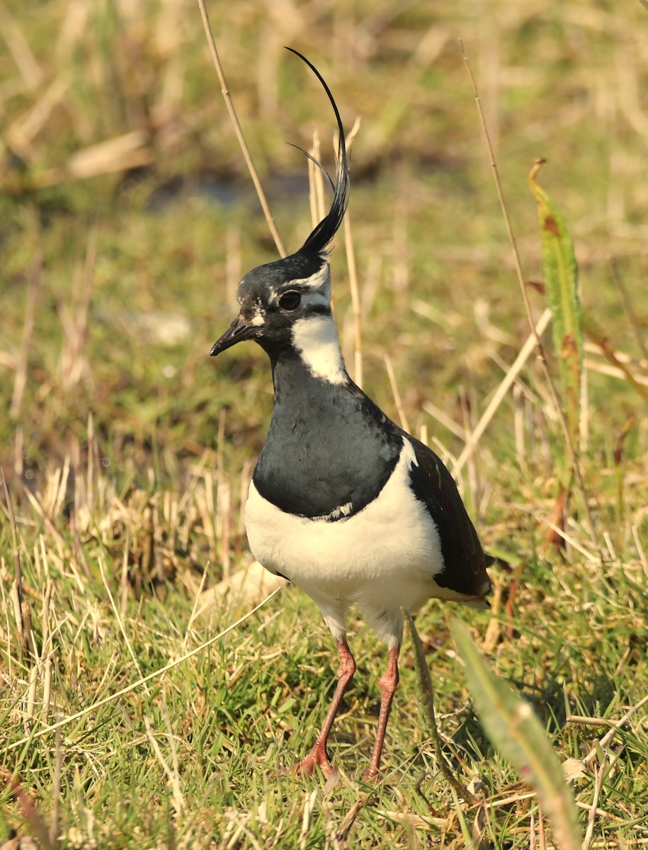 Northern Lapwing - ML633658971