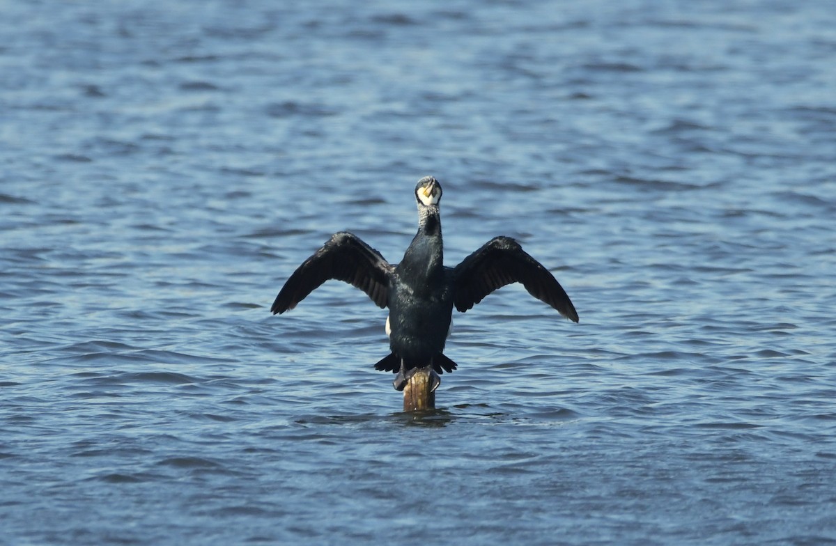 Great Cormorant - ML633658983