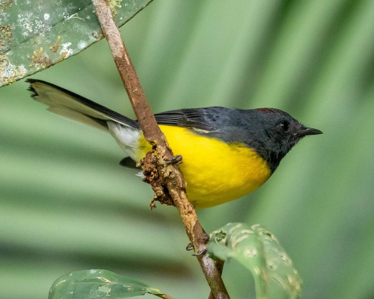 Черногорлая канделита - ML633658996