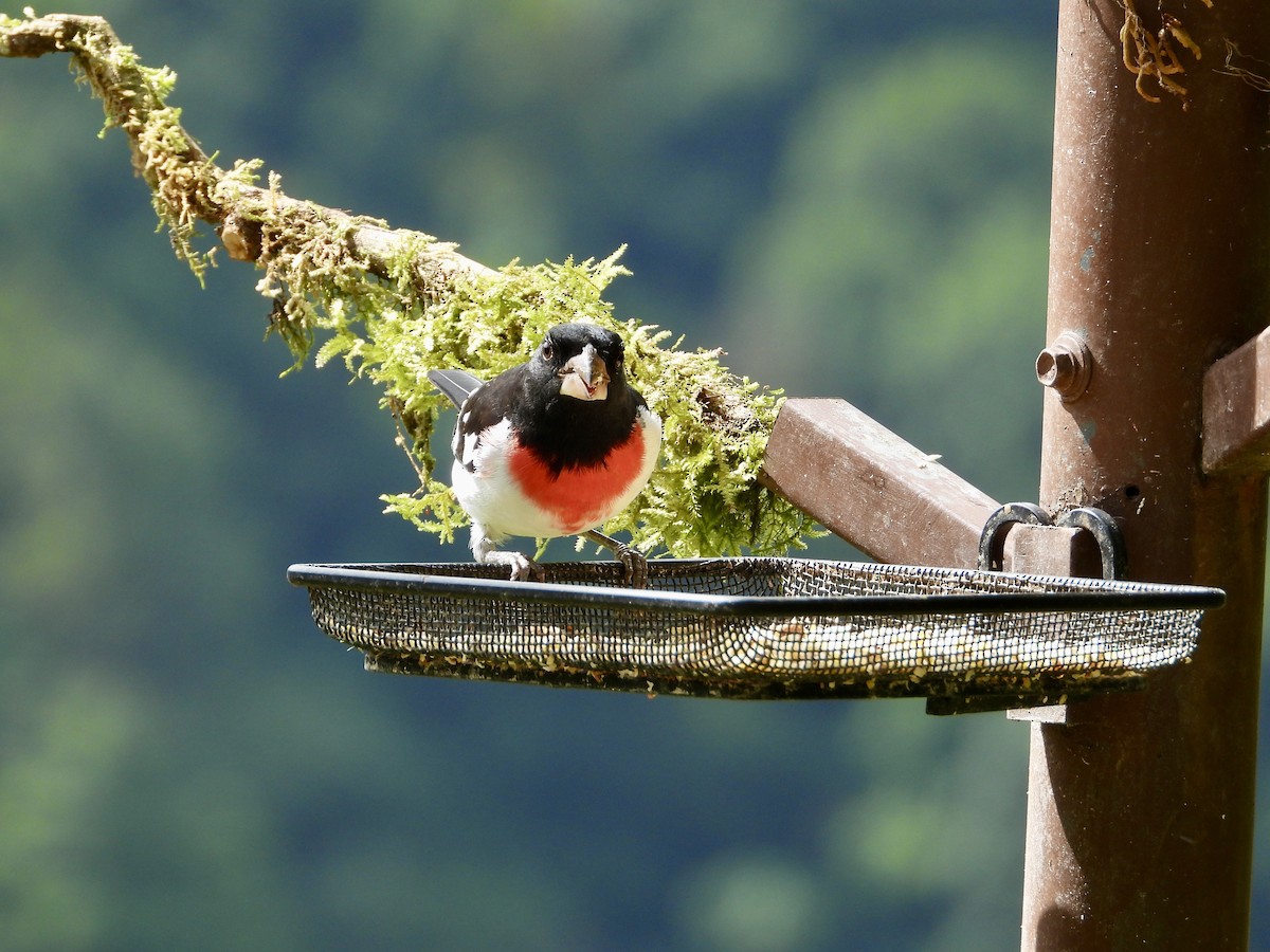 Rose-breasted Grosbeak - ML633659007