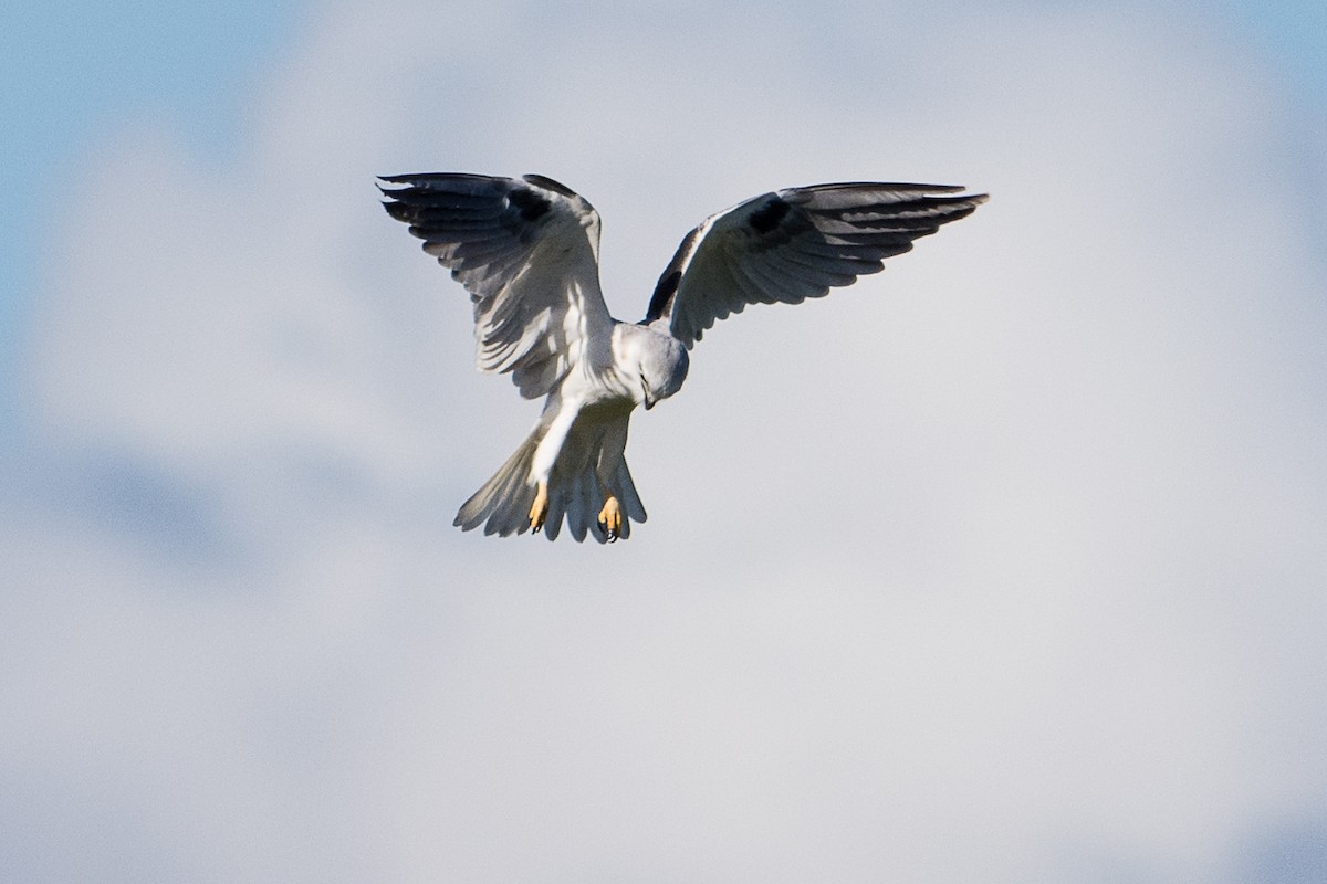 Black-shouldered Kite - John  Van Doorn