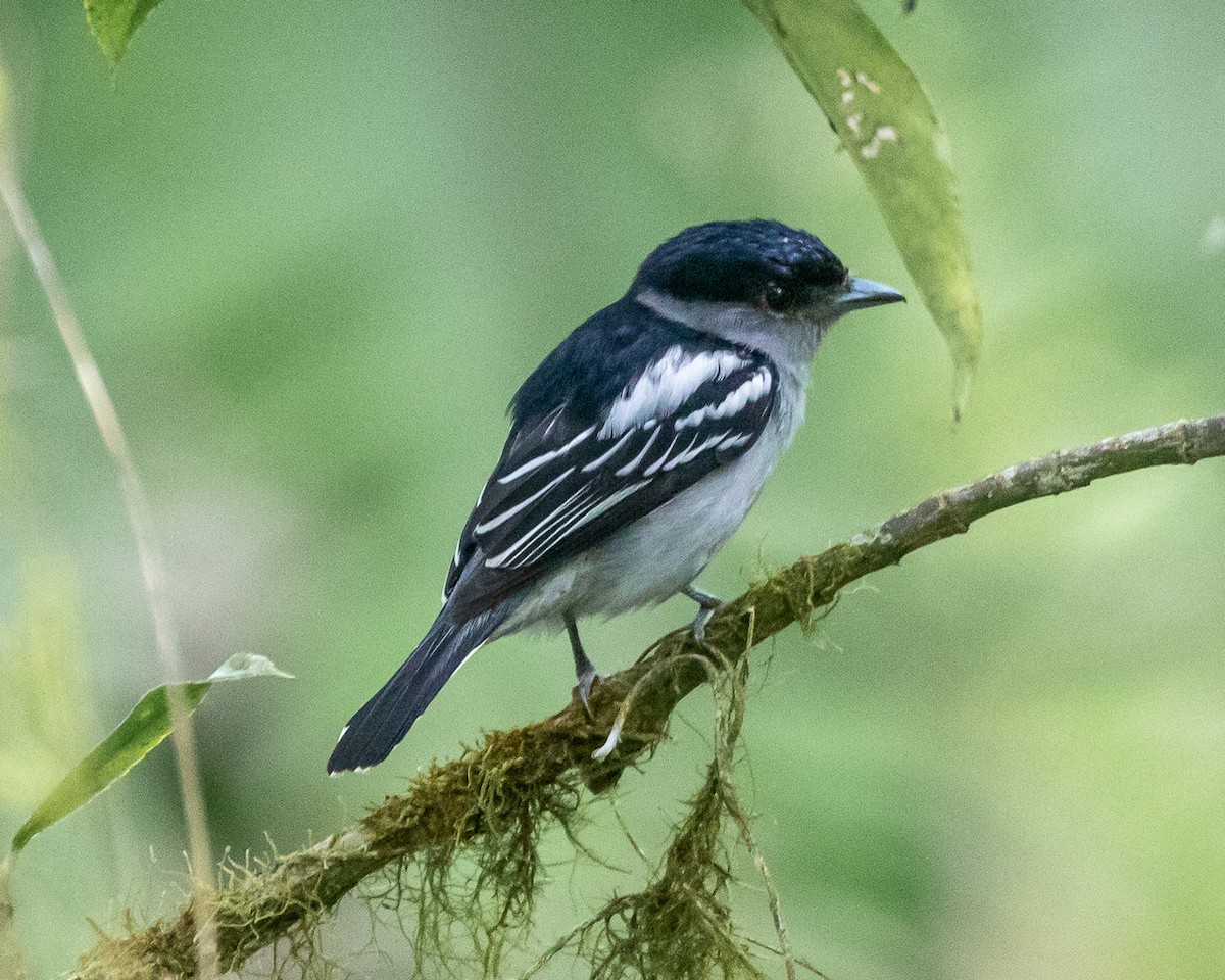 White-winged Becard - ML633659074