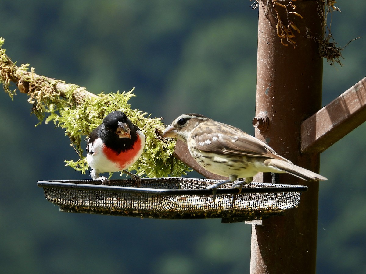 Rose-breasted Grosbeak - ML633659076