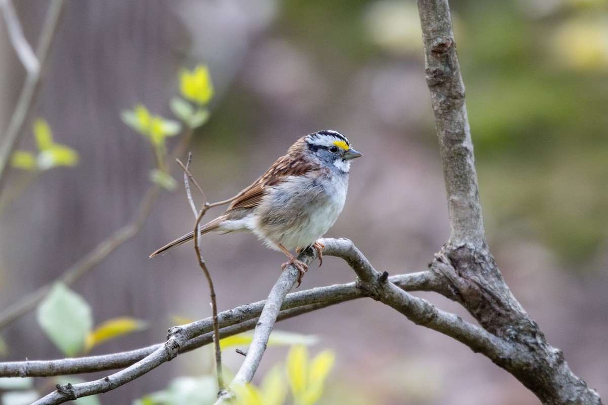 White-throated Sparrow - ML633659083