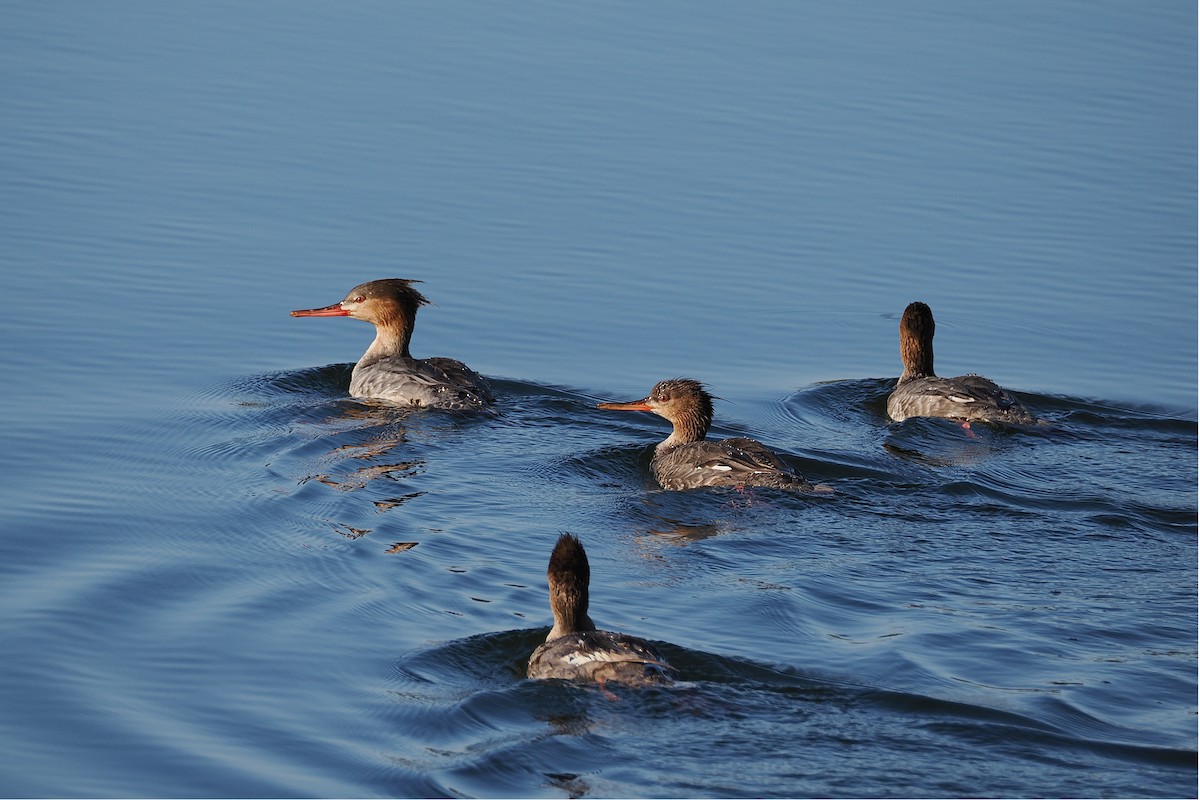 Сэвгэр бохио - ML633659130