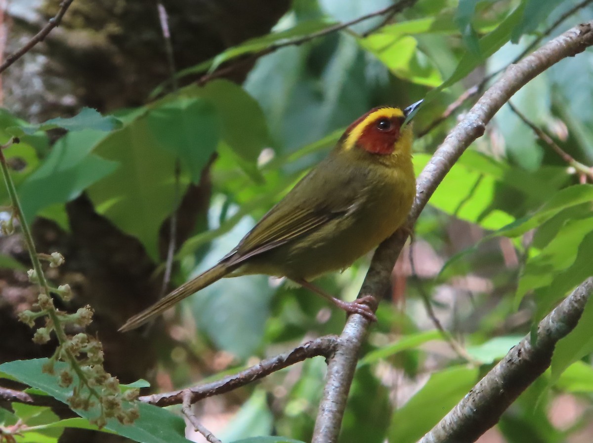 Golden-browed Warbler - ML633659213
