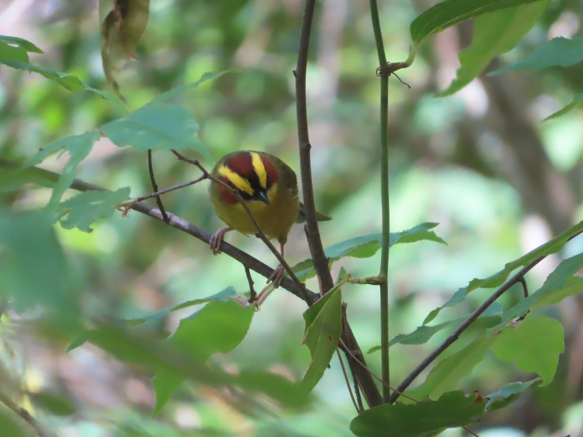 Golden-browed Warbler - ML633659214