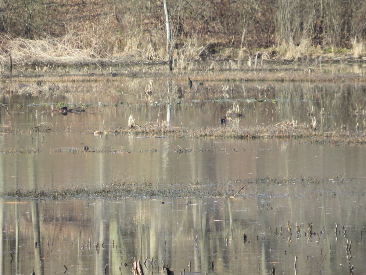 Blue-winged Teal - ML633659450
