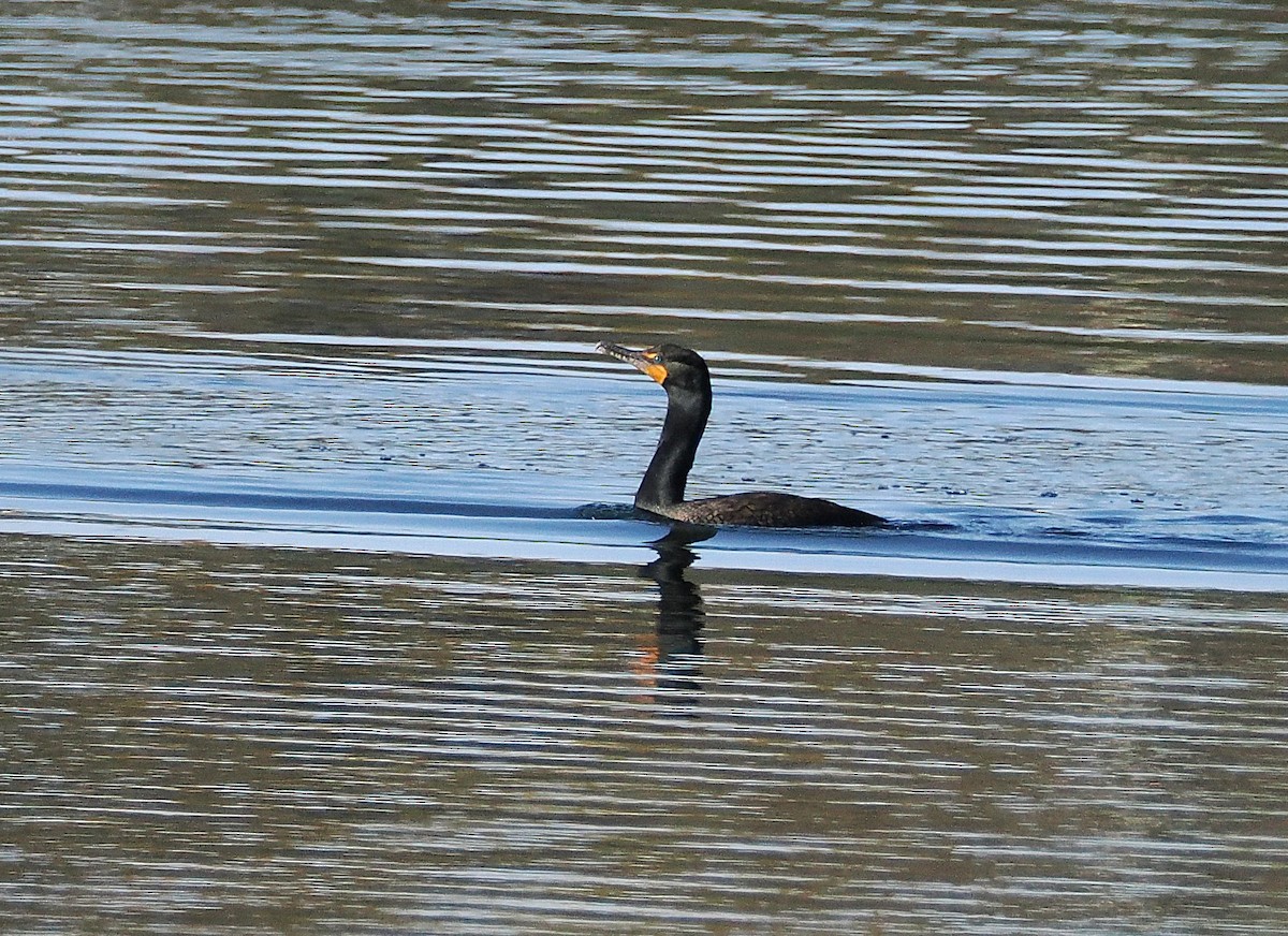 Double-crested Cormorant - ML633659463