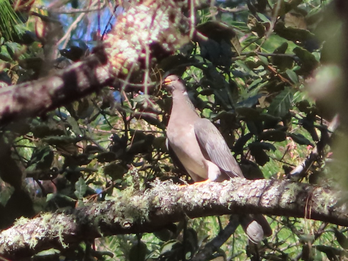 Band-tailed Pigeon - ML633659465