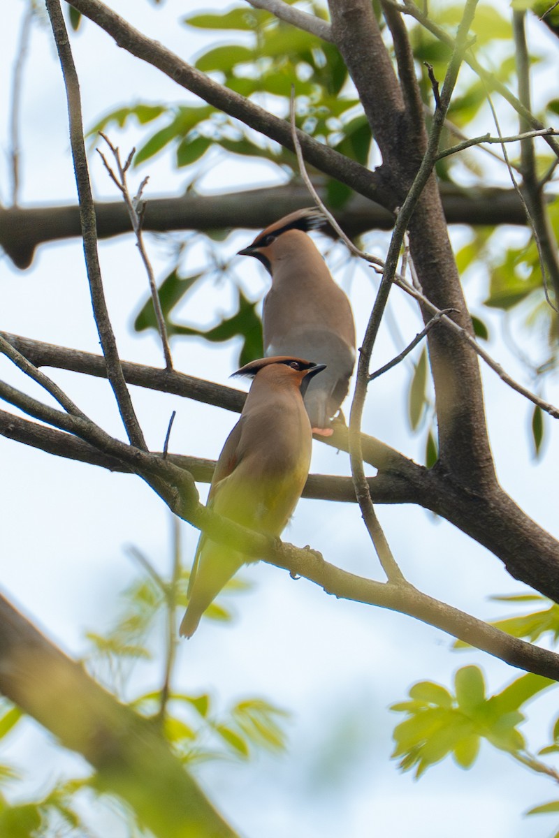 Japanese Waxwing - ML633659471