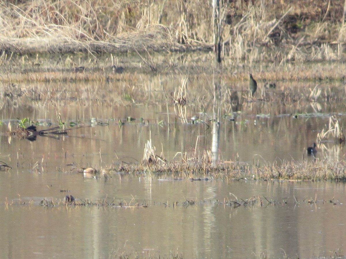 Blue-winged Teal - ML633659505