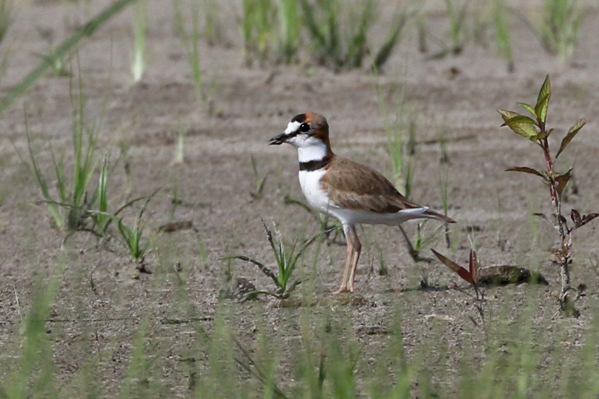 Collared Plover - Charley Hesse TROPICAL BIRDING