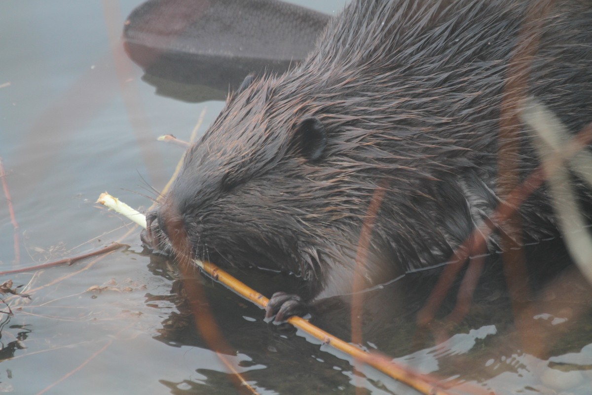 American Beaver - ML633659580