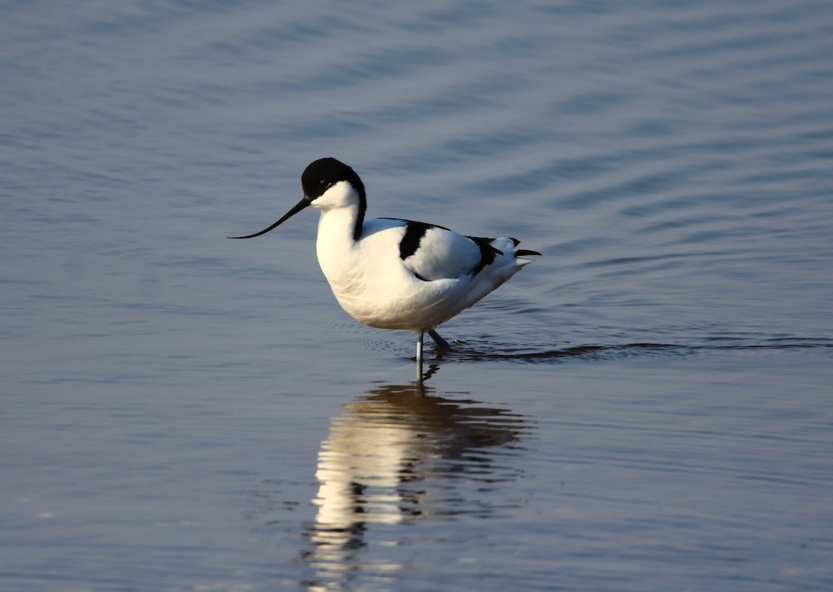 Pied Avocet - ML633659583