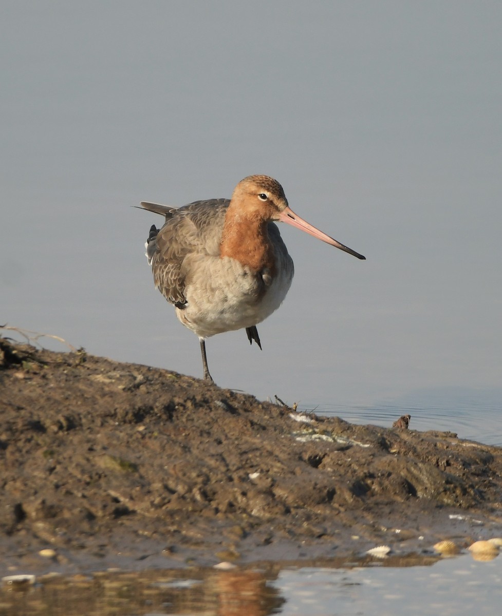 Black-tailed Godwit - ML633659591
